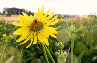 Donau_Silphie_1 Donau_Silphie_1